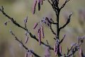 Langs de Tjonger 17-3-2016-02